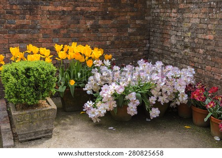 Containers of Tulips in the Flower Garden at the Lost Gardens of Heligan, Cornwall, England, UK