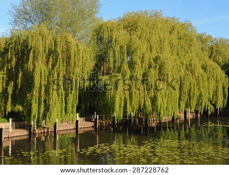 Willow Tree on the Banks of the River Avon, in Stratford upon Avon, Warwickshire, The Midlands, England, UK