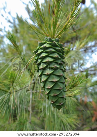 The Cone of the Pinus (Pinaceae) Tree in the Arboretum, at Rosemoor, Devon, England, UK