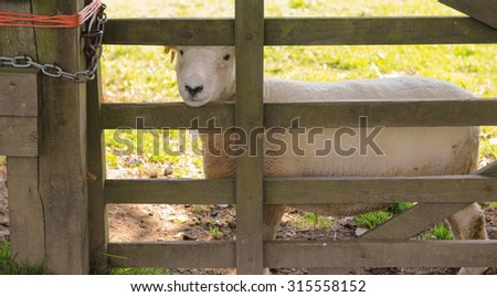 Exmoor Horn Sheep (Ovis aries) Looking Through a Wooden Gate on the Two Moors Walk near the Village of Withypool on Exmoor National Park, Somerset, England, UK