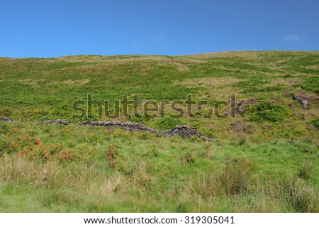 Heather on Moorland Around Cow Castle, an Iron Age Hill Fort, near Simonsbath on Exmoor National Park in Somerset, England, UK