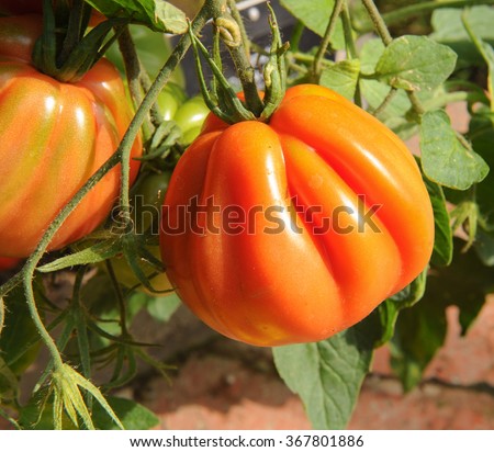 Similar – Image, Stock Photo Cuore di bue