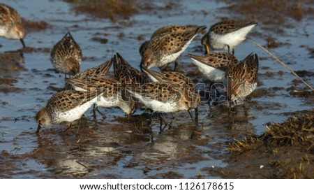 A gaggle of Western Sandpipers probe the estary mud for merger vittles Foto stock © 
