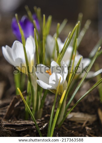 White Crocuses blooming in sunshine with brown mulch under