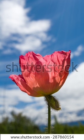 A blooming red Icelandic poppy turns its flower towards the sun.
