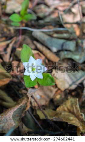 An Alaskan Starflower in forest bed blooms above a bed of last year\'s leaves.