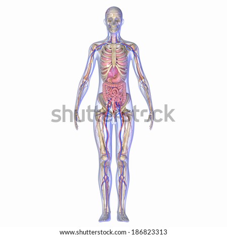 Human Anatomy Arkivbilde 186823313 : Shutterstock