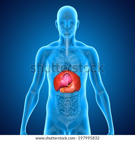 Human Organs Stock Photo 197995832 : Shutterstock