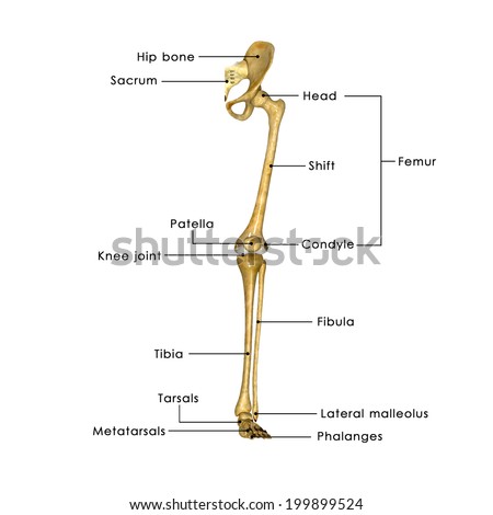 Skeleton Leg Labelled Stock Photo 199899524 : Shutterstock