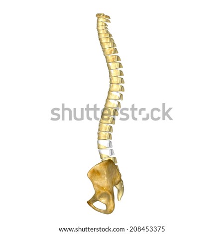 Hip With Back Bone Stock Photo 208453375 : Shutterstock