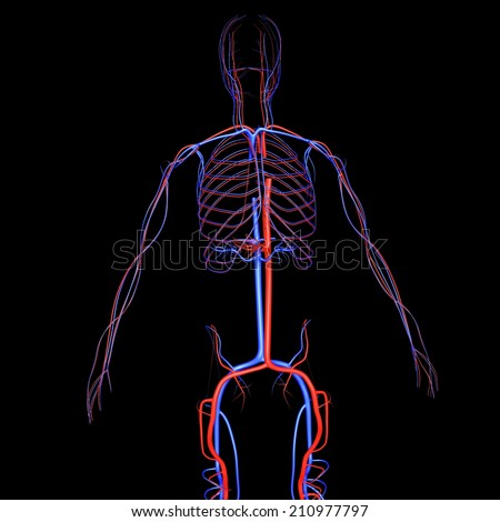 Circulatory System Stock Photo 210977797 : Shutterstock