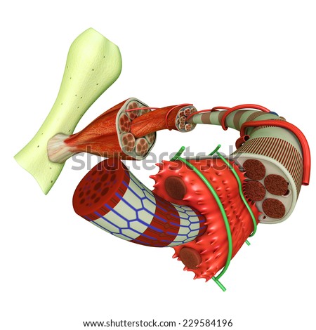 Muscle Tissue Stock Photo 229584196 : Shutterstock