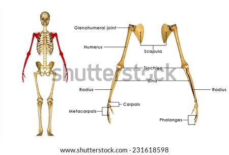 Bones Of The Arm And Hand Stock Photo 231618598 : Shutterstock