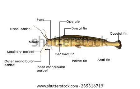 labelled diagram of catfish electronic schematics collections Circulatory System Diagram Labeled humerus labelled stock photo 199907531 avopix comlabelled diagram of catfish 14