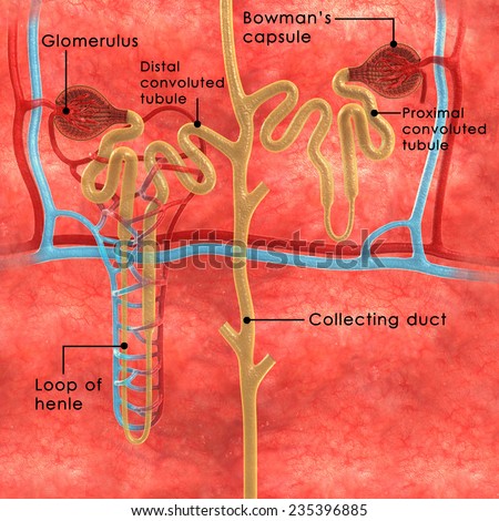 Nephrons Stock Photo 235396885 : Shutterstock