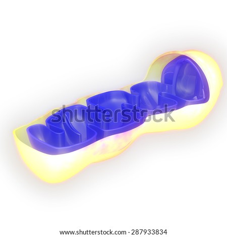 Mitochondria Stock Photo 287933834 : Shutterstock