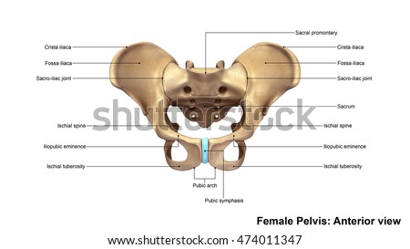 Pelvic Area Female Pelvic Anatomy Front View - Human Anatomy