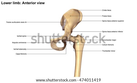 Lower Limb Anterior View 3d Illustration - 474011419 : Shutterstock