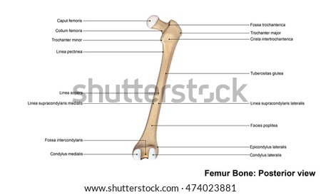 Femur Bone Posterior View 3d Illustration - 474023881 : Shutterstock