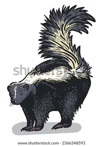 Skunk standing isolated illustration. Wild North American animals