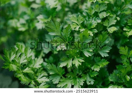 Similar – Image, Stock Photo Growing green parsley in the garden, selective focus