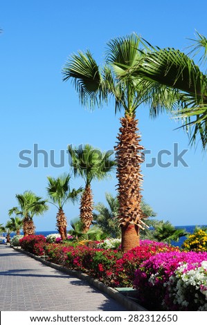 Palm trees,beautiful  flowers and footway in tropical garden on Red sea coast, Sharm el Sheikh, Egypt.