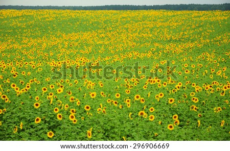 Sun flowers flowering landscape in Ukraine.  Endless field of yellow sunflowers