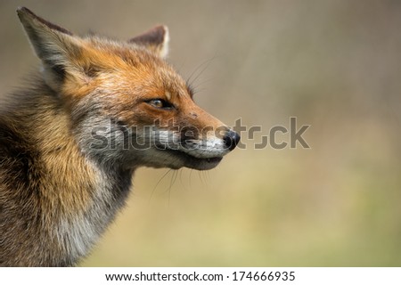 Fox staring in the distance