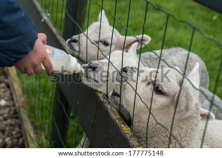 Lambs fed from drinking bottle by child