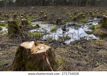 Cut down alder trees