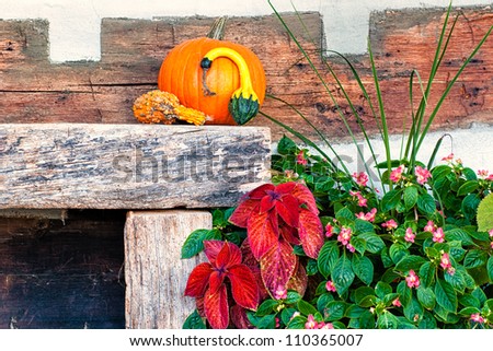 A pumpkin and some decorative plants sit against a rustic wall.
