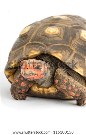 A studio image of a tortoise on a white background.