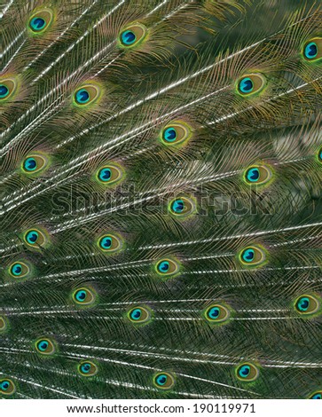 Cute green peacock feather close up