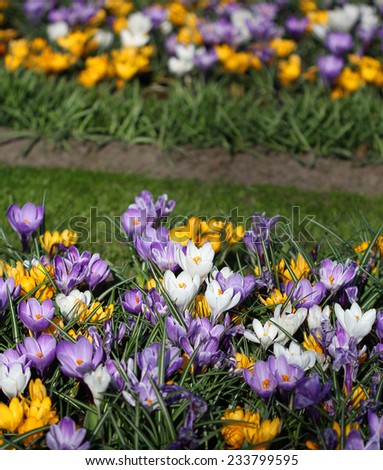 Many white, purple and yellow crocuses growing in the spring light