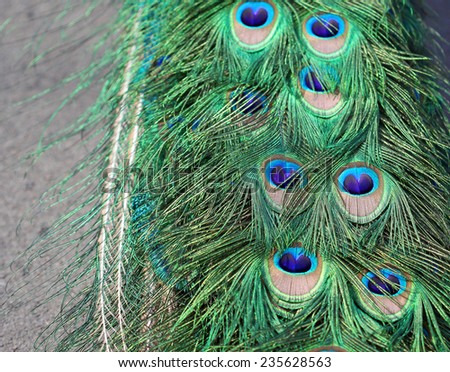 The peacock colorful tail feathers close up