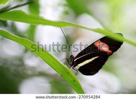 The black white stripe butterfly sitting on green leave macro shot