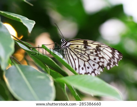 Idea leuconoe butterfly sitting on green leave macro shot