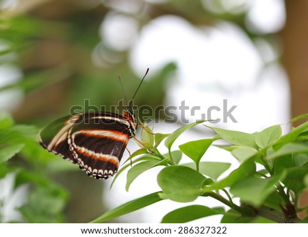 The black with orange and white stripes butterfly sitting on green leave