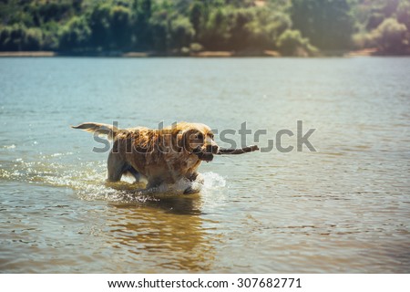 Golden labrador retrieving a stick from the water.