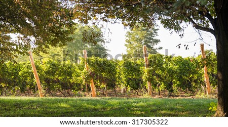 Vineyards at sunset in autumn harvest. Ripe grapes in fall.