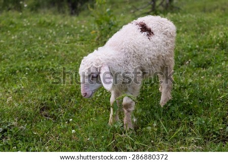 lamb, grazing on he grass
