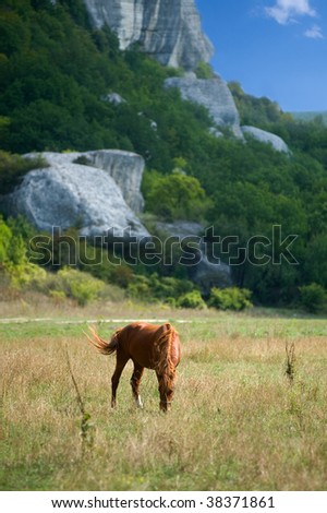 grazing thin horse on the highlands background at noon