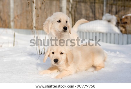 Golden retriever puppies in snow