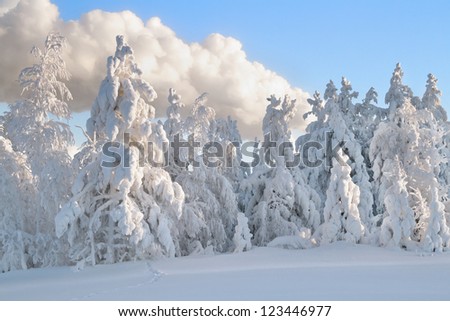 Snow-covered wood in solar winter day, Russia, Siberia