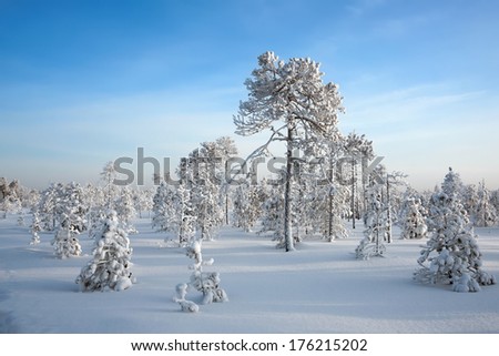 Snow-covered trees in the winter in solar weather, Siberia, Russia