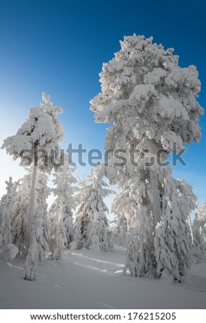 Snow-covered trees in winter wood in solar weather, Siberia, Russia