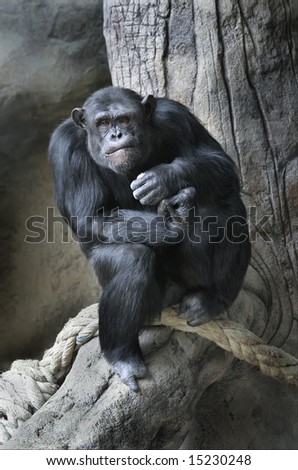 The monkey who has settled down on a tree in a zoo of Barcelona