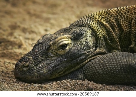 The monitor lizard laying with open eyes