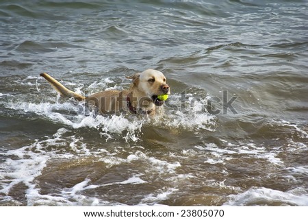 The dog who is running out from the sea with a ball in teeth