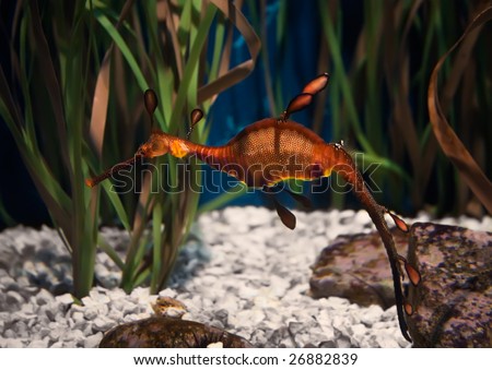 Leafy sea dragon in an oceanarium of Barcelona, Spain
